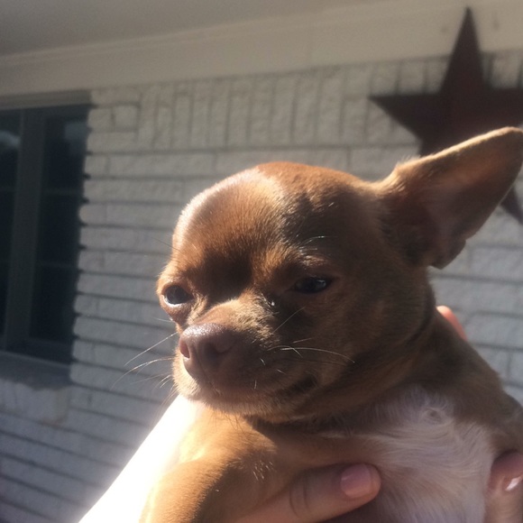 Meet your Posher, Annie Mae - Picture 3 of 3